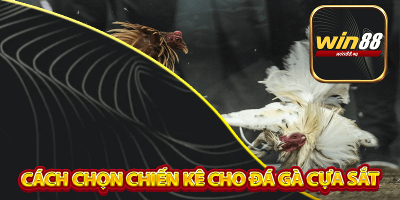 Cách chọn chiến kê cho đá gà cựa sắt