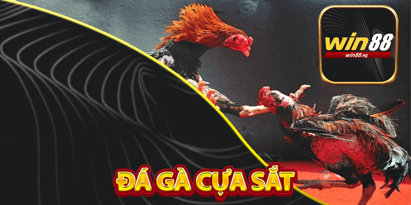 Đá Gà Cựa Sắt